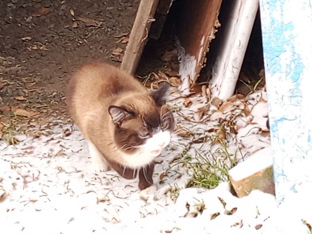 Прибился котик, красавчик, может чей-то потеряшка или ?...