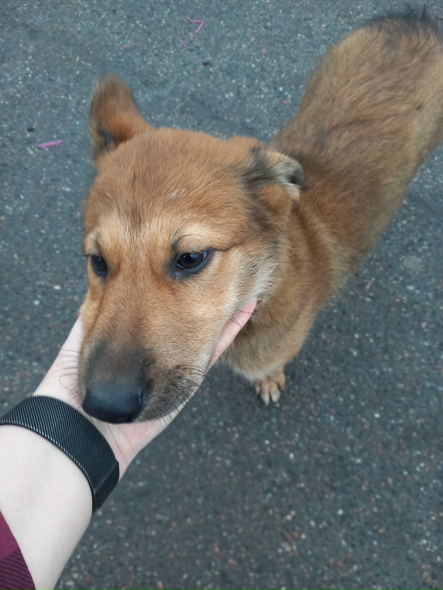 Около магазина Светофор появился вот такой потеряшка ?...