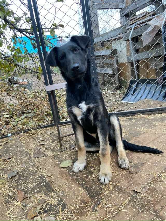 Нужен дом для классных парней.
Никто не захотел помочь ...