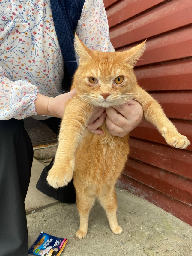 Чей котейка? Упитанный, ухоженный.