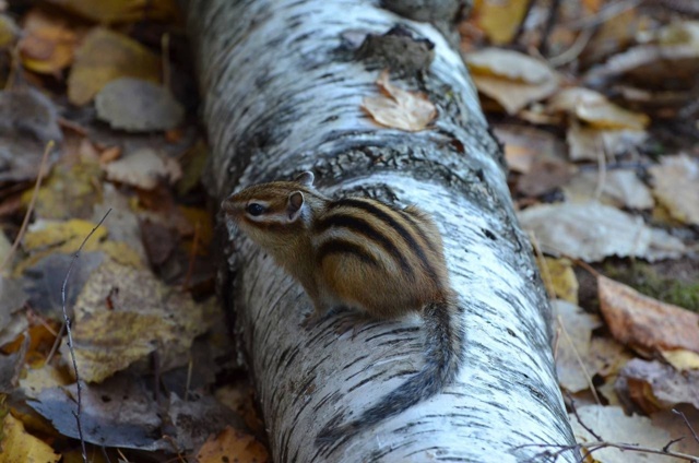 Минутка милоты от бурундучков с Усьвинских столбов
???...