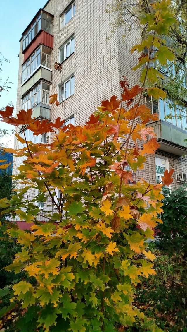 В городских дворах🍂🍁🍂
Автор: Светлана Льдокова