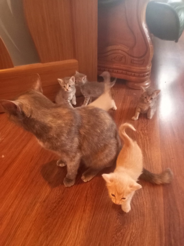 Отдам котят в добрые руки , котят месяц.