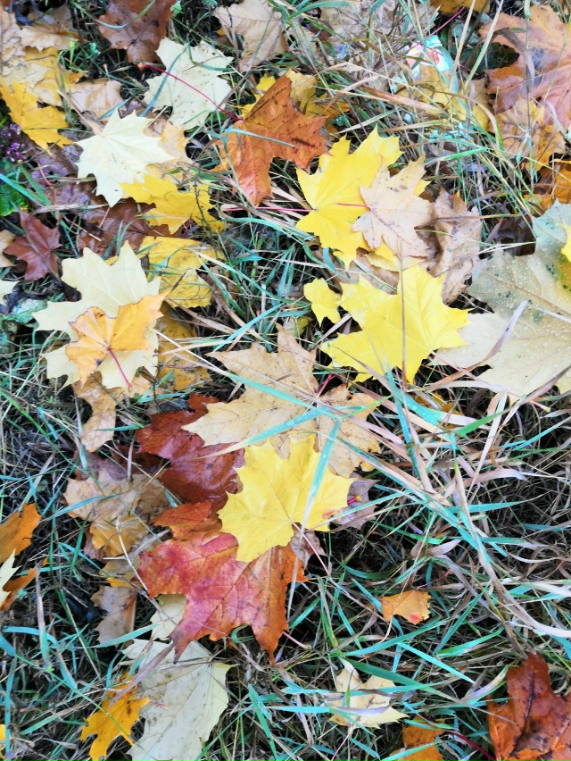 Осенний пазл......