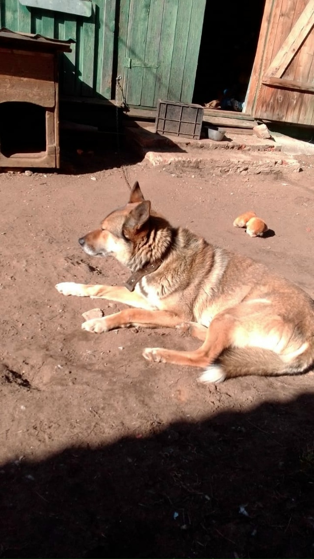 Здравствуйте. В д. Покровское остались без попечения к?...