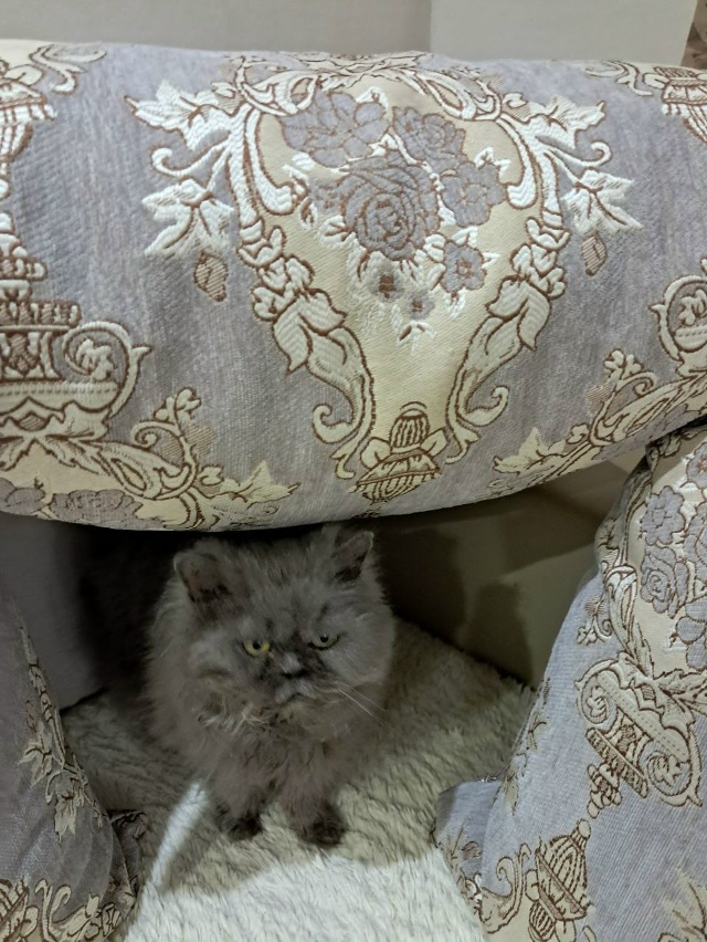 Кошка Тася сейчас! Любит проглаживание и сырую индейку...