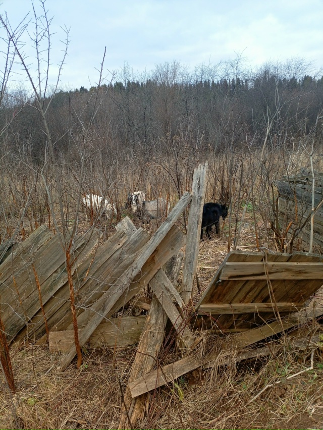 Уже больше недели не видим хозяйку у козлячьего стада. ...