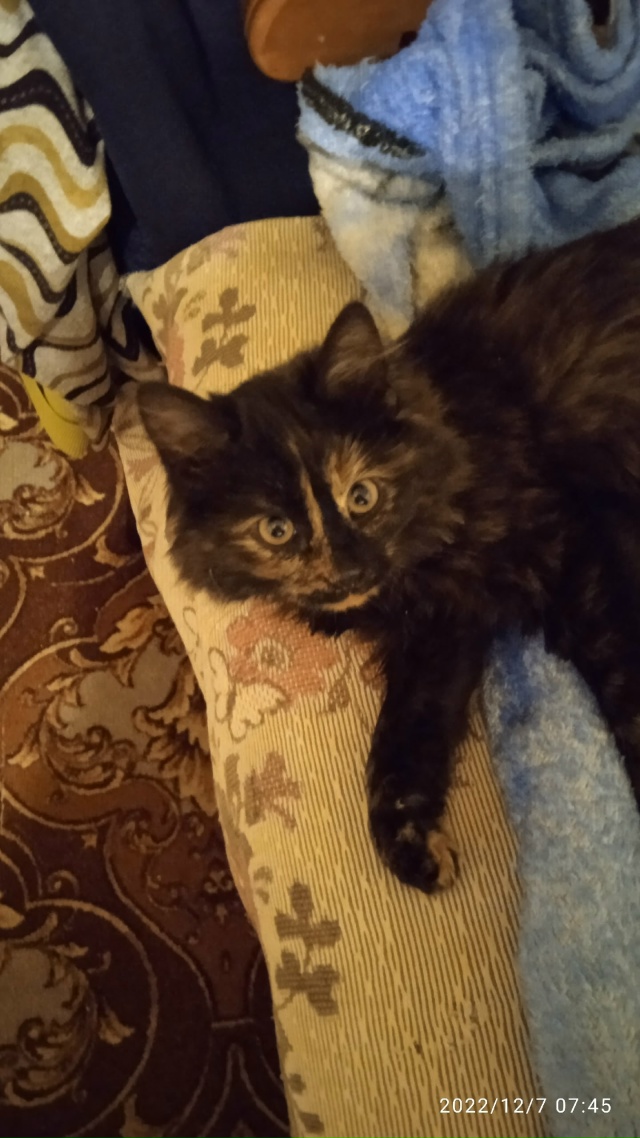 Отдам в хорошие руки домашнюю кошку в связи с тем, что н...