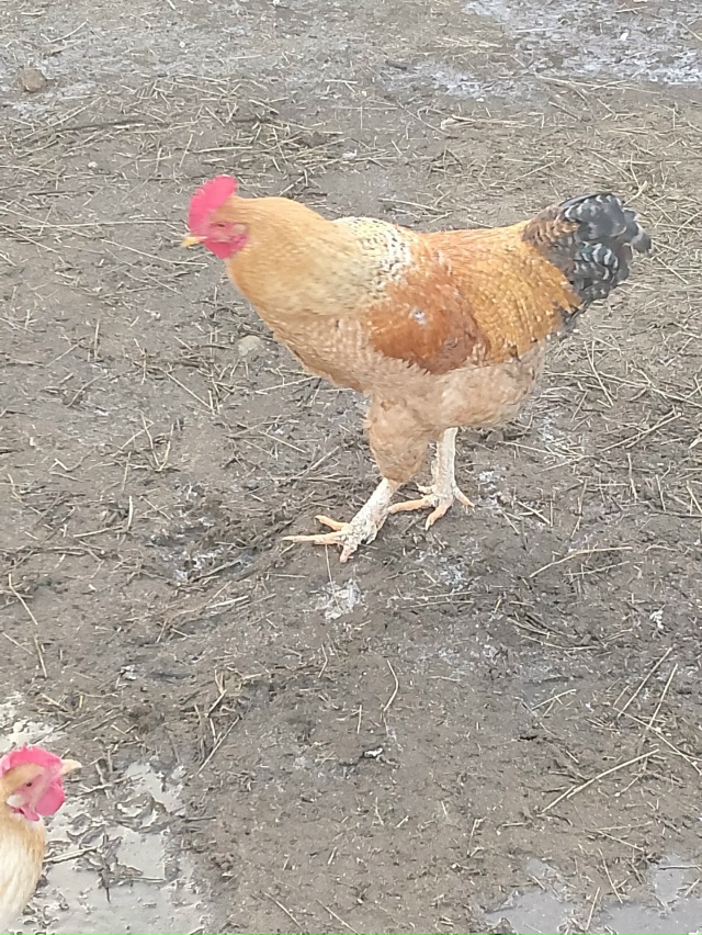 Продам молодых домашних петушков цена 350 р. Тел:89058858643 а...