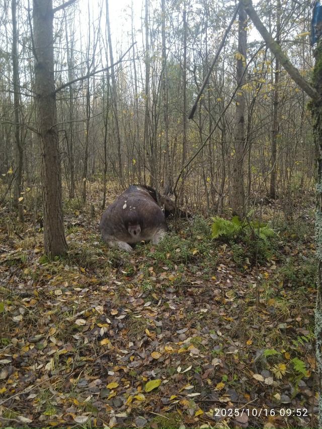 В метрах 200 от магазина светофор по правой стороне лежи...