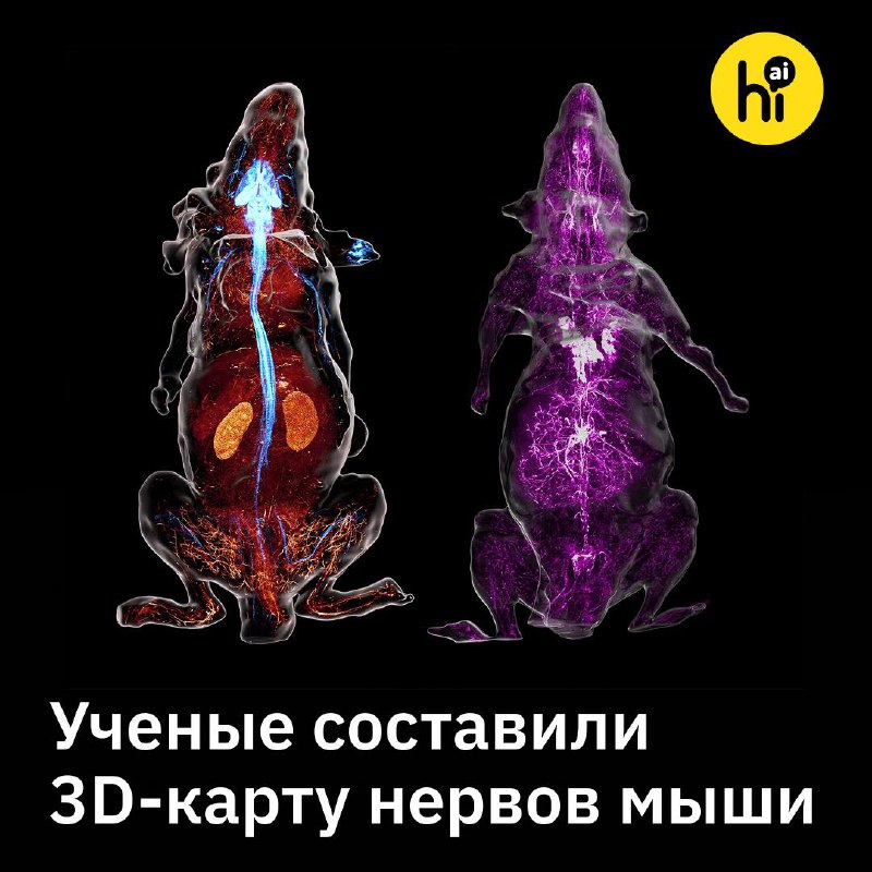 🧠 Китайские ученые создали 3D-карту нервов мыши, разрезав ее на 200 слоев
Нейробиологи разработали