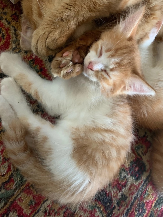 Отдадим котят, девочки 🥹
Очень умные и игривые😉
