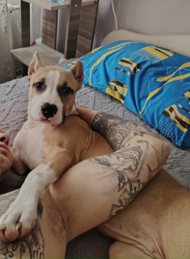 Помогите найти собаку!!! Зовут Джерри. Пропала с сысоль?...