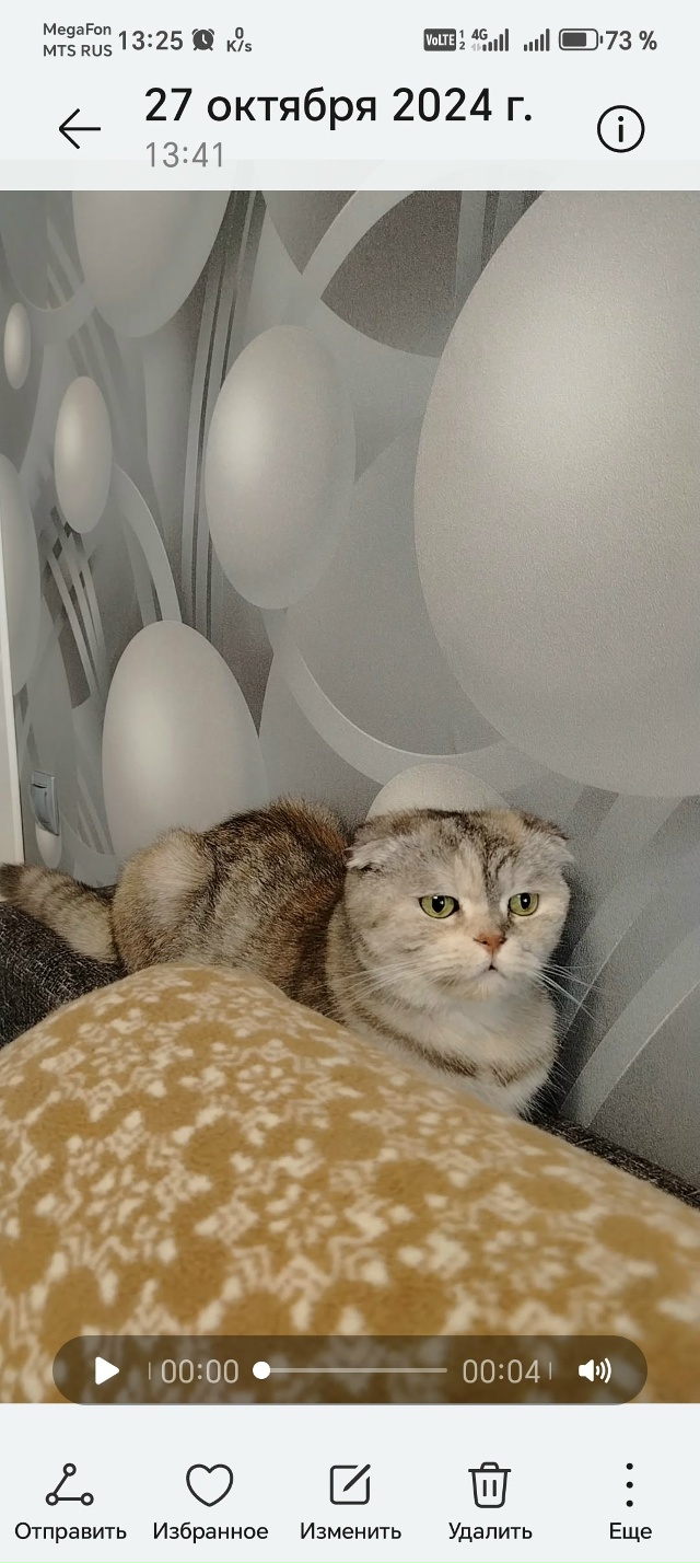 Пропала домашняя кошка мкр. Шагова, дом 11, окрас светло-...