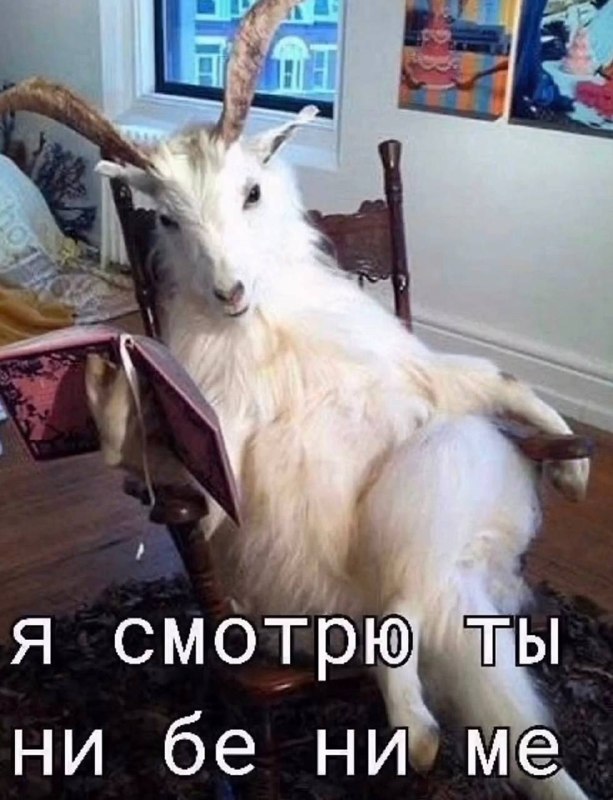 Мой мужик: соображает в экономике, знает историю, шарит за политику, грамотный, владеет двумя языкам