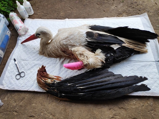 ?Пережил мощный удар во время автогонок: В Псковской ?...