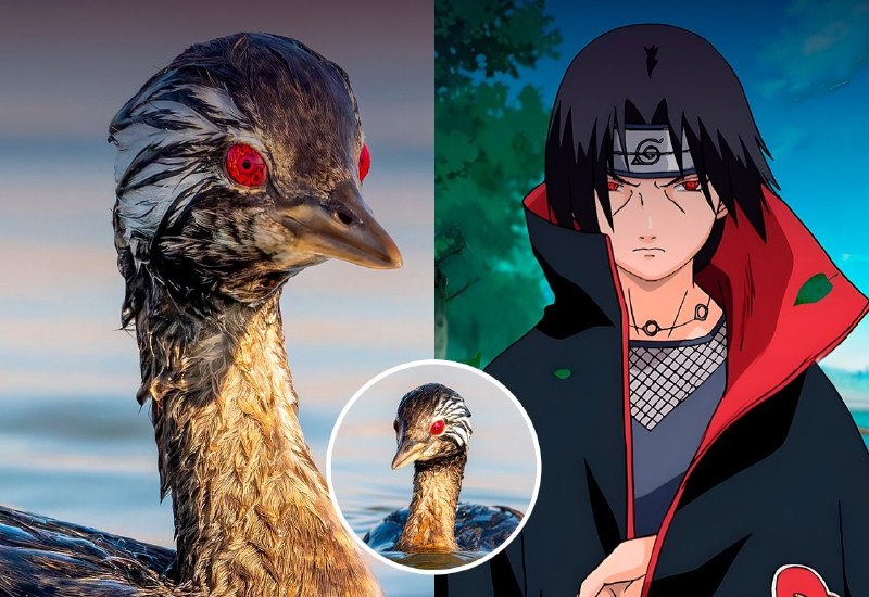 🔴В РЕАЛЬНОЙ ЖИЗНИ ОБНАРУЖЕНА ПТИЦА С ШАРИНГАНОМ
Снимок, сделан в Чили, на нём запечатлён птенец мал