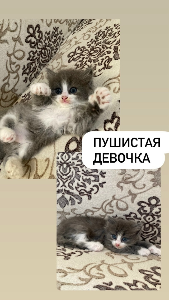 ГОРОД ЗАОЗЁРНЫЙ!!!
Отдам котят в добрые руки!Котятам по?...