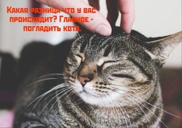 Коты-самое лучшее лекарство❤