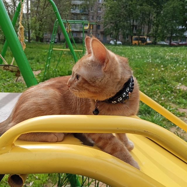 Пропал котенок 6 месяцев в районе химиков 12А.приметы,си...