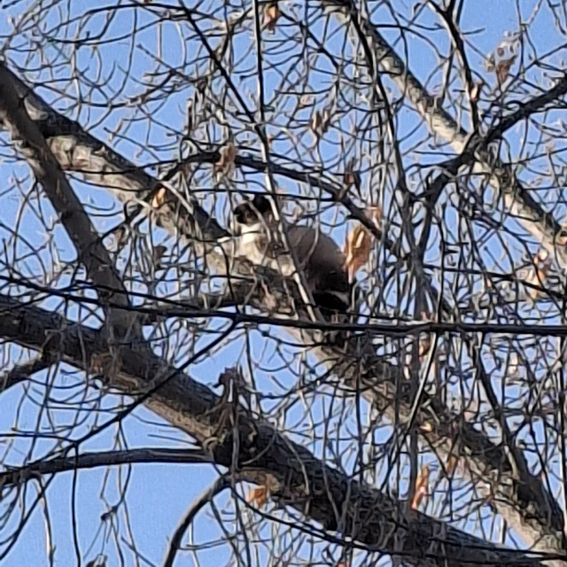 Котик или кошка испугался собаки, взобрался высоко на ?...