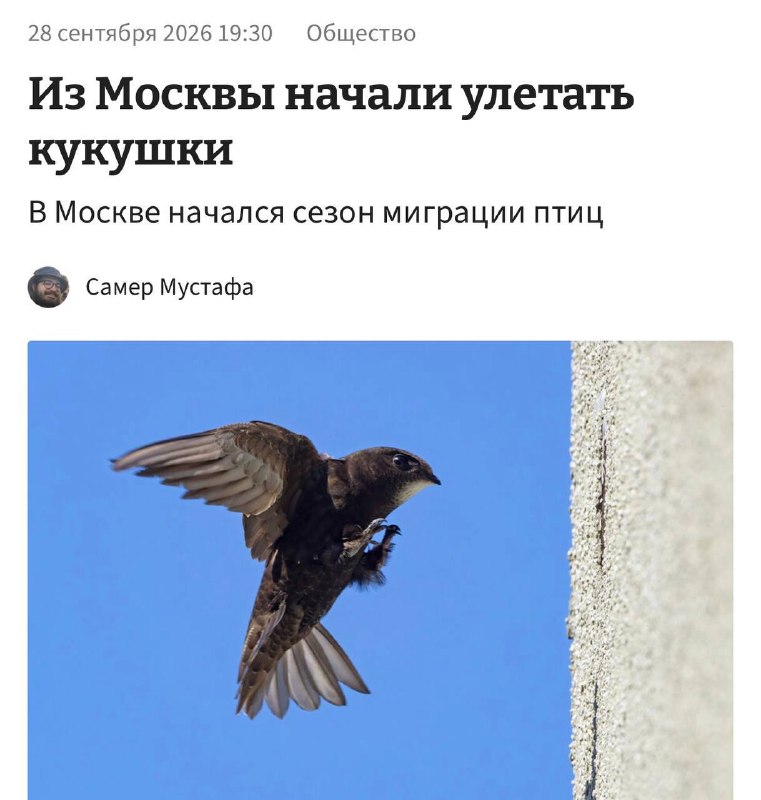 В Москве начался массовый отлёт кукушек. Стартовал сезон миграции птиц.
А как ваша кукуха там?