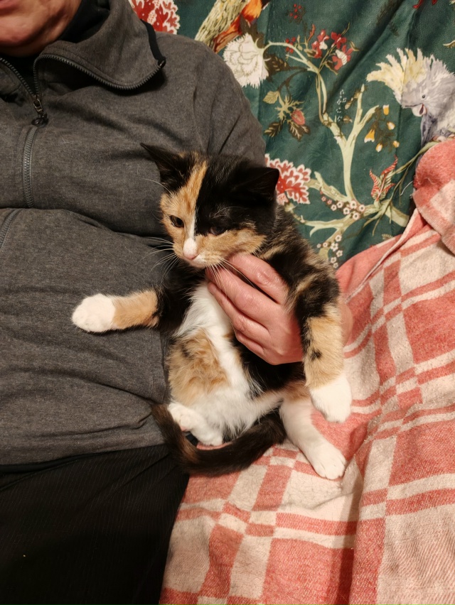 🙏Админ, напечатайте, пожалуйста, 🙏котята находятся в...