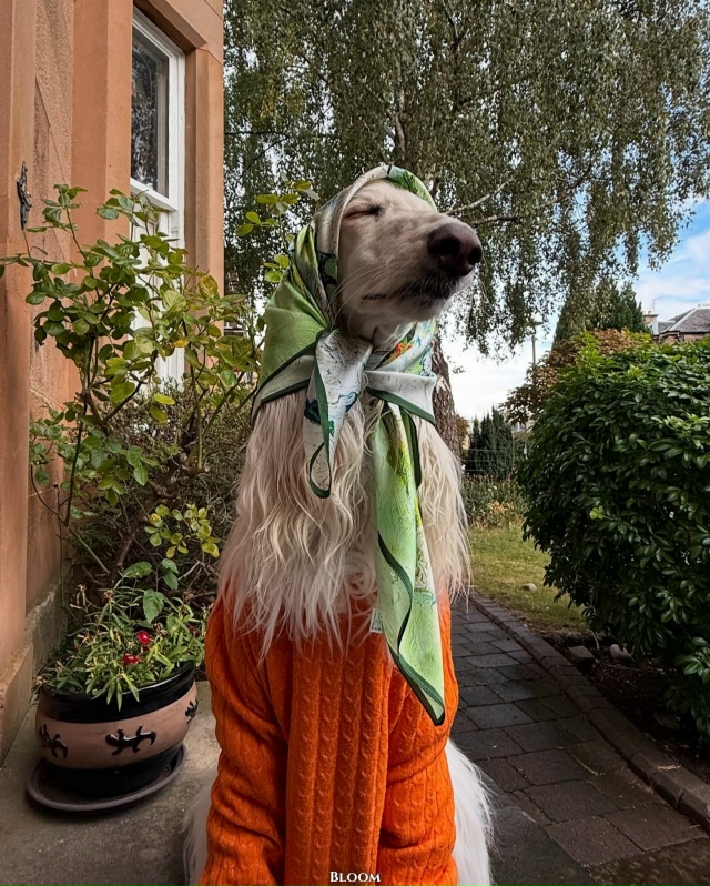 Что вы вообще знаете о стиле? Что?
Это собака Саманта —...