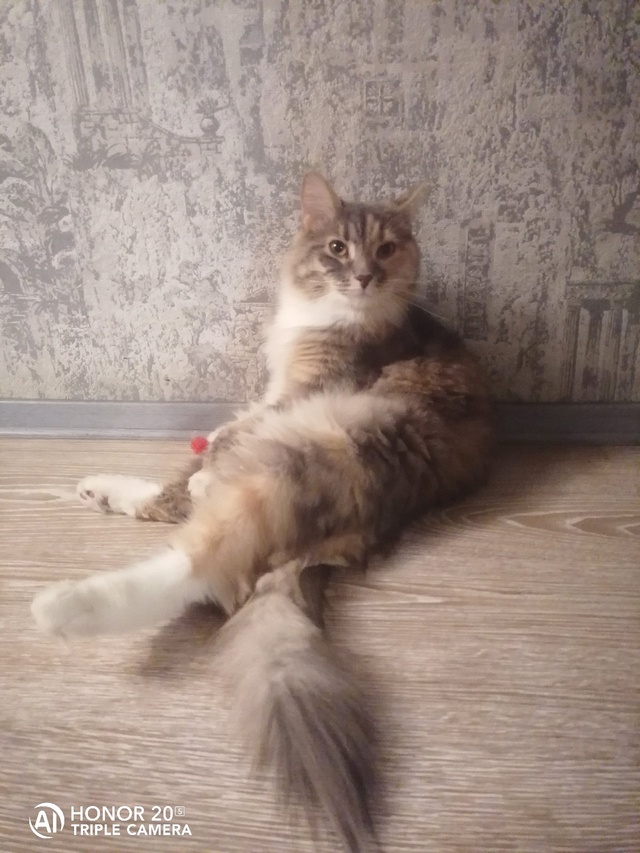 Пропала кошечка, 2 года, кличка Дымка, нашедшему пожалу?...