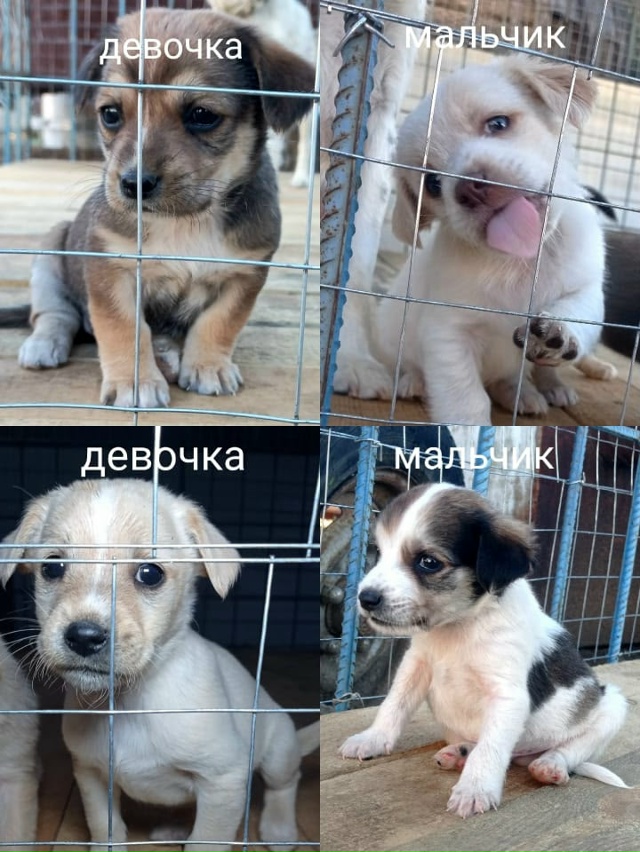 Щенки ищут новых хозяев!
Дворняжки, им 1,5 месяца, кушаю?...
