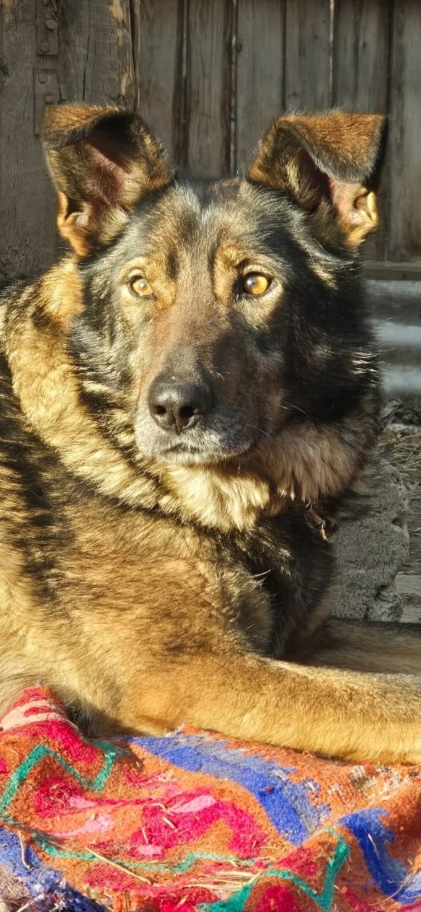 Ищем хороших хозяев для Рокки
Кобель.
Метис овчарки.
В?...