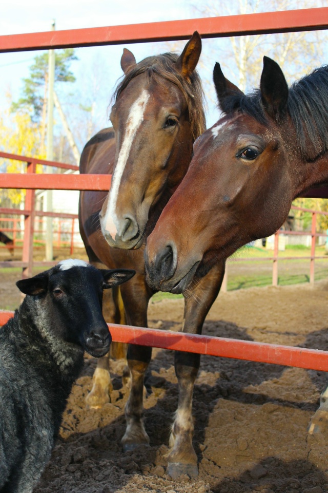 Хорошевский коневодческий комплекс 🍂🍂
Правда краси...