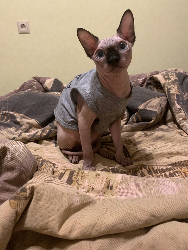 Кот Вагнер ???
Этим летом отмечаем пять лет совмес...