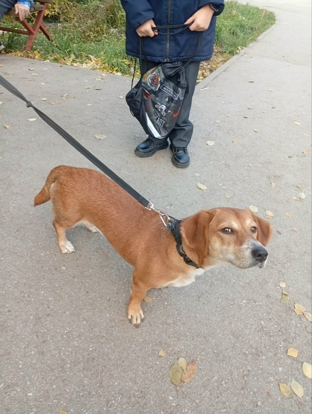 Нашлась такса на Богдашке. Может кто ищет. Долго у себя ...