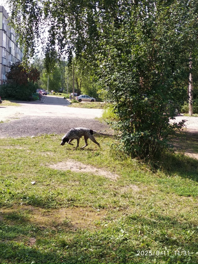 Никто не терял? Бегает на Строителей.