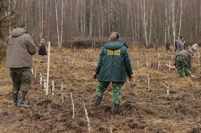 Две тысячи деревьев высадили в нацпарке 