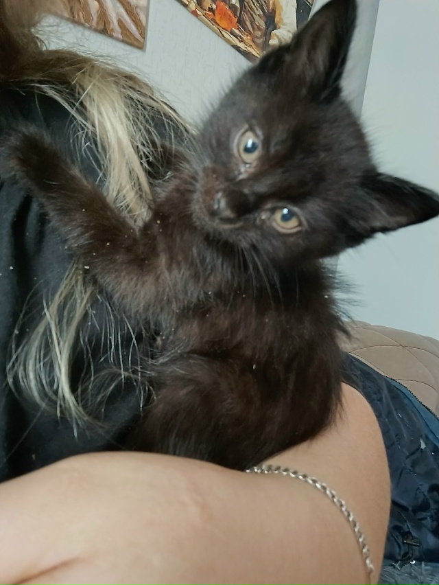 Отдам котёнка в добрые руки мальчик очень Любвеобильн...