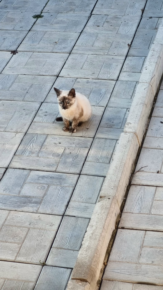 Помогаю информационно!!!
Пристраиваются котята в добры...