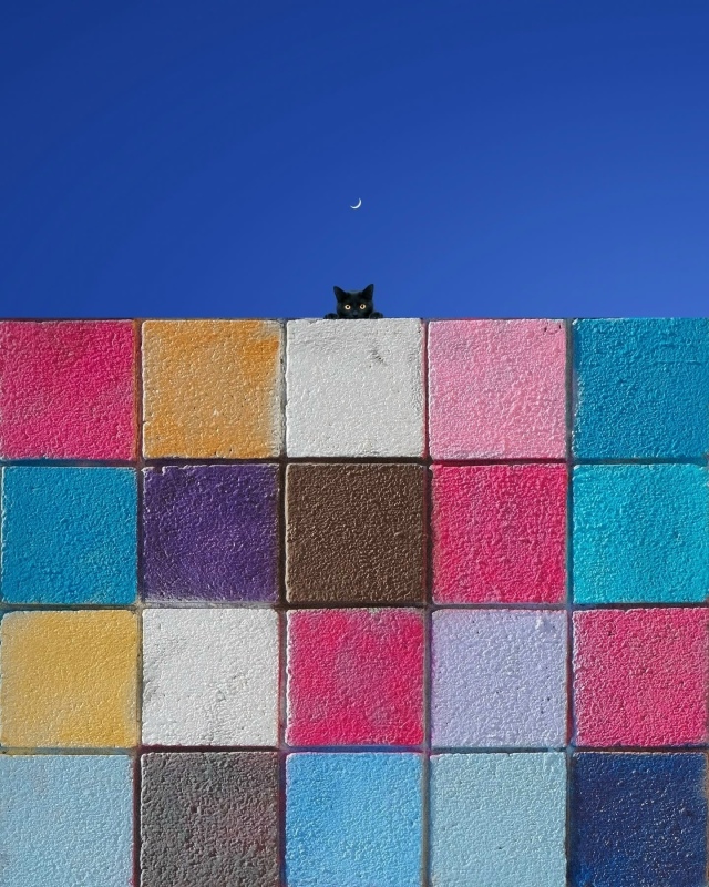 Минимализм и котики.
Ну идеально ❤