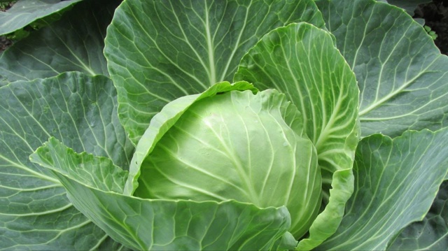 Капуста улучшает пищеварение
В капусте много нераств?...