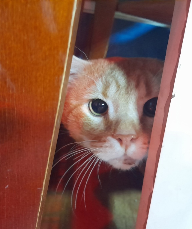 ☀️Солнечный котик ищет дом, чтоб подарить свою любовь...