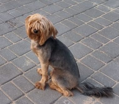 Помогите найти друга ??? Потерялся йокширский терь...