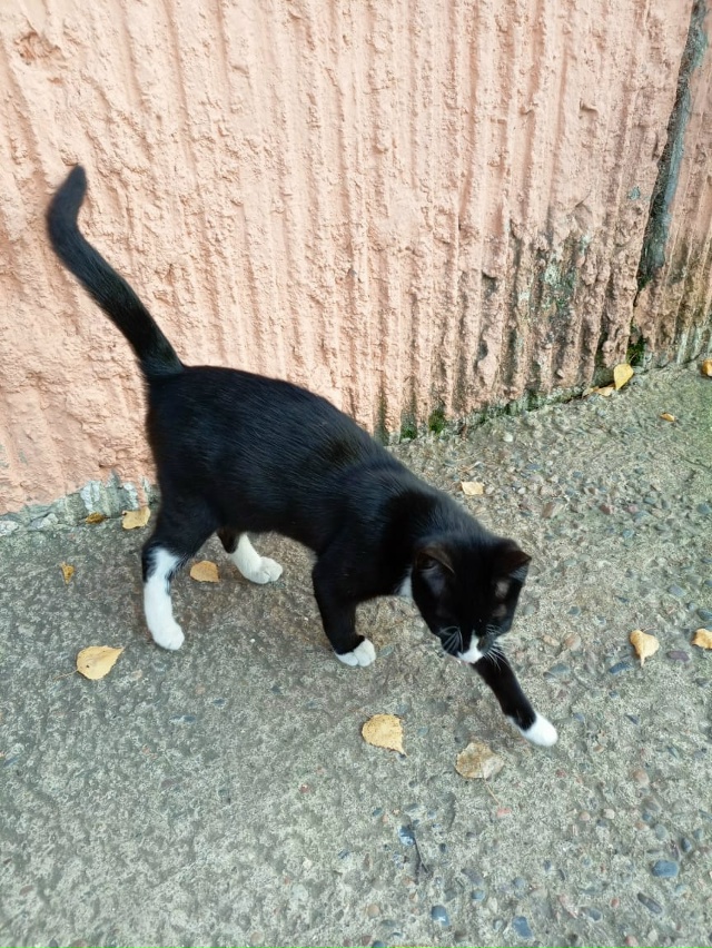 Котик Тошка семь, восемь мес--в. Очень ласковый. Ищет до?...