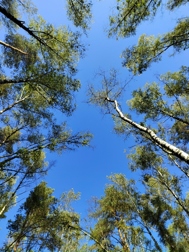 Лесная сказка ❤️
📍г. Рыбинск.