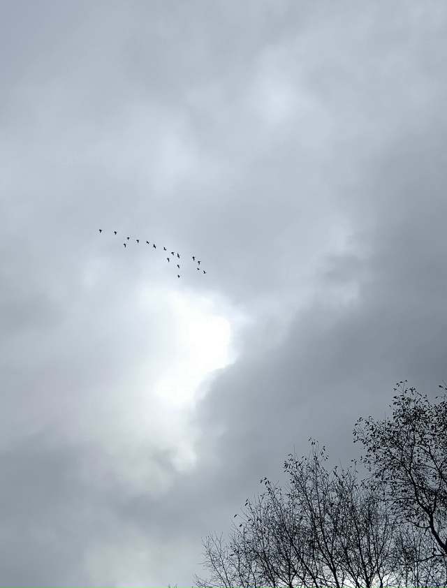 Перед Покровом фонтан переводят в зимний режим… птицы...