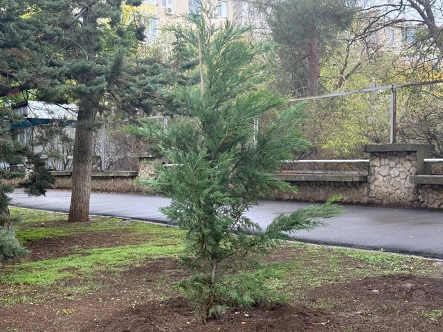 ?Продолжается осенний этап озеленения города.
На дан...