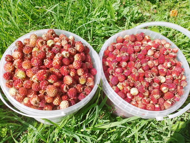 Анонимно. Продам дикую клубнику 1л 500р т. 8 9807729342