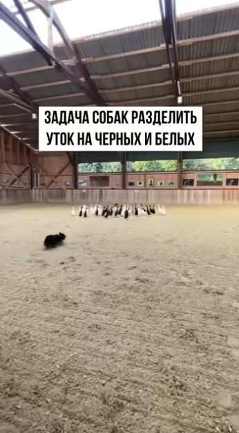 Может кто-нибудь объяснить, как у них это получилось?