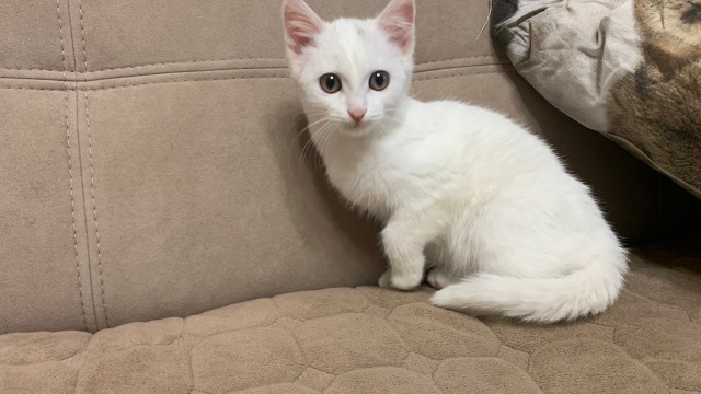 Приблудился котёнок или подкинули. Отмыли, отогрели, н?...