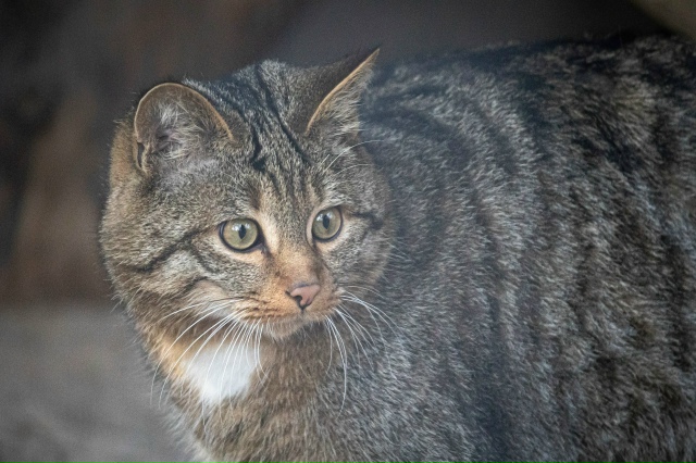 Лecныe кoты Ηoвocибиpcкoгo зooпapкa пoлнocтью гoтoвы к пpeдcтoящeй ...